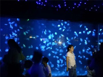2018 akrilik denizanası akvaryum tankı cam
