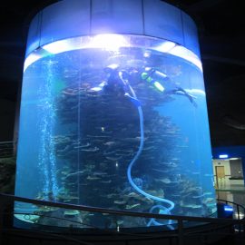 Şeffaf akrilik silindir akvaryumlar veya okyanus parkı için büyük akvaryum